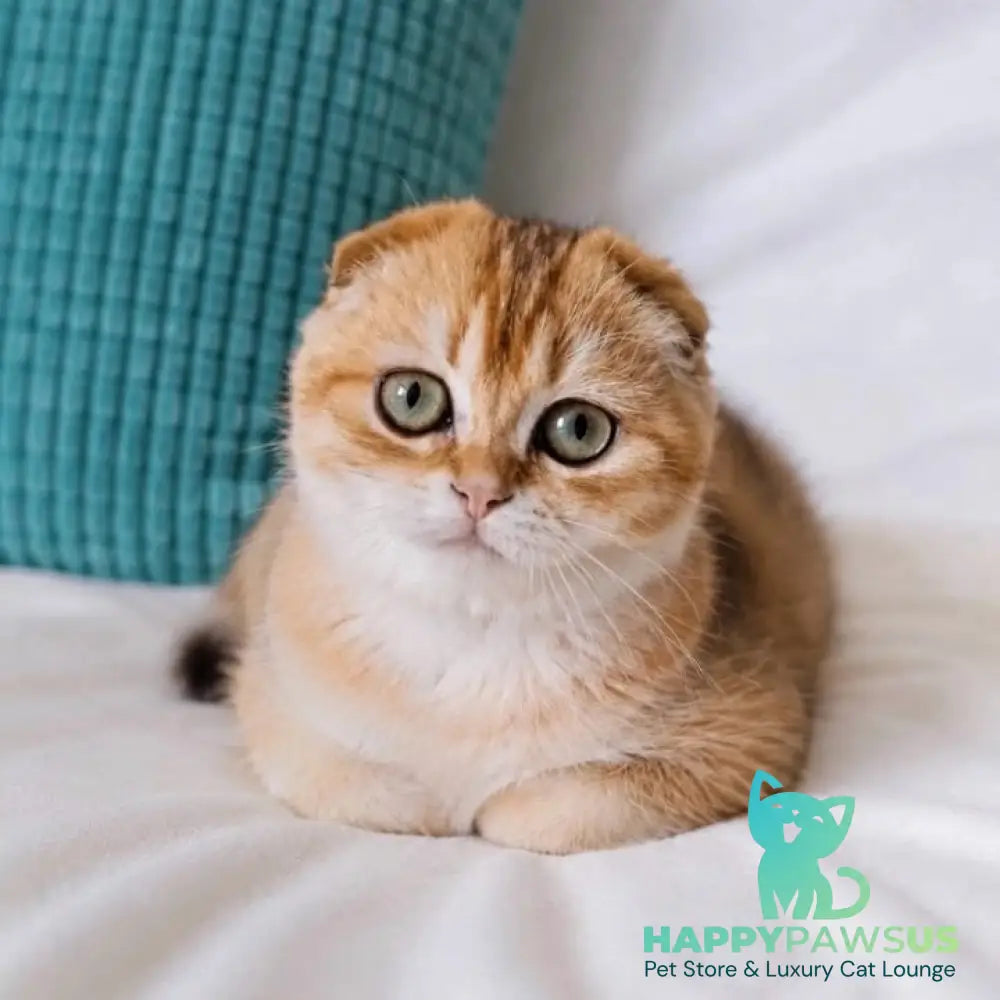 Yahoo Scottish Fold male black golden shaded - live animals