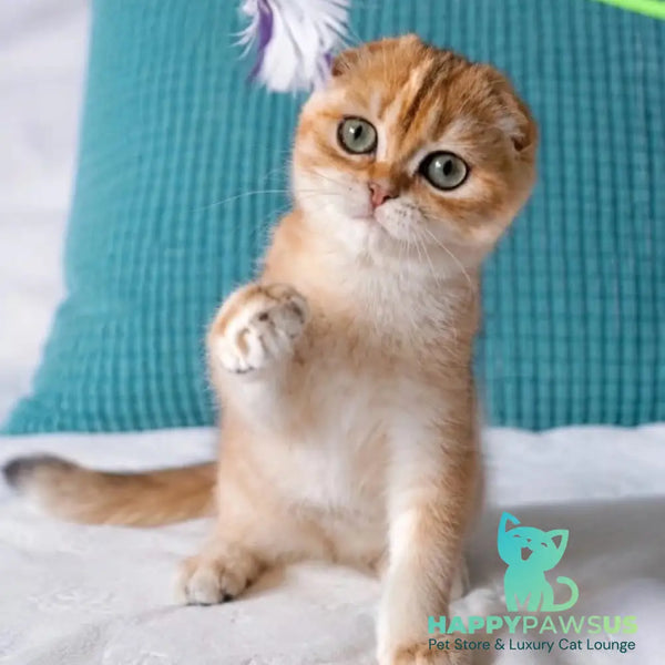Yahoo Scottish Fold male black golden shaded - live animals