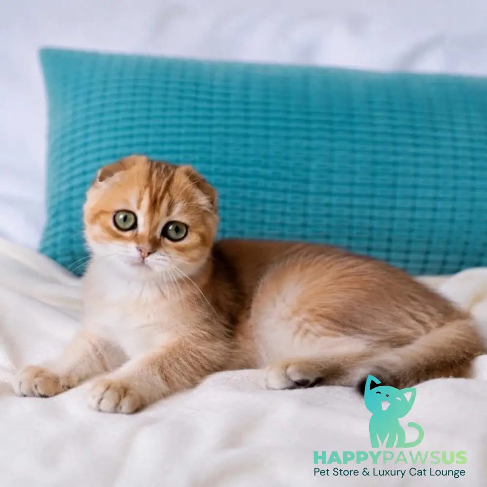 Yahoo Scottish Fold male black golden shaded - live animals