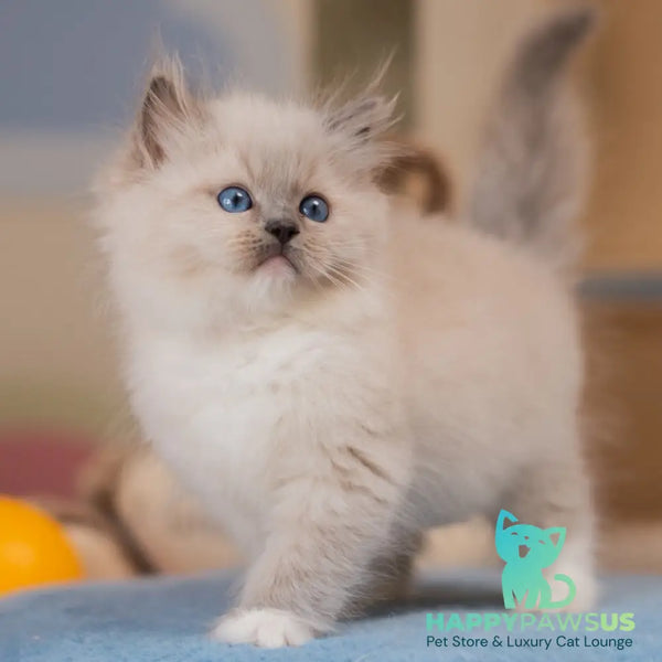 Yale Ragdoll male blue mitted - live animals