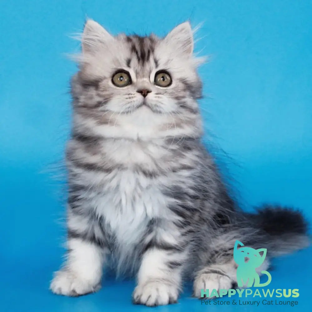 Yalvina British Shorthair female black silver tabby - live animals
