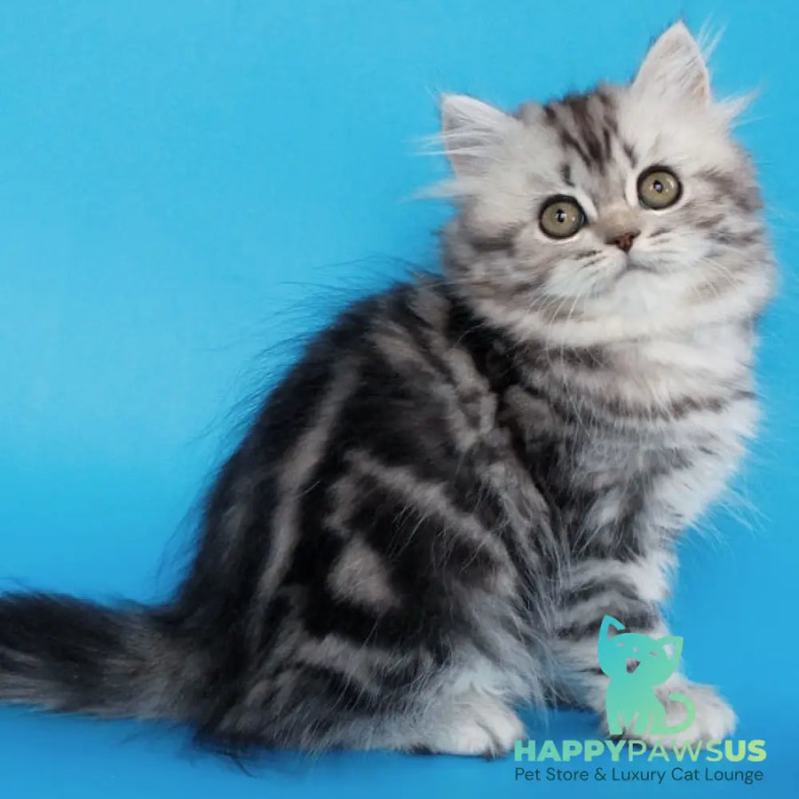 Yalvina British Shorthair female black silver tabby - live animals