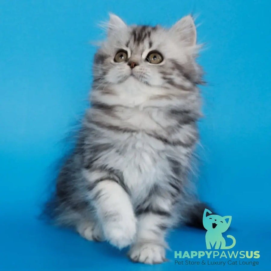 Yalvina British Shorthair female black silver tabby - live animals