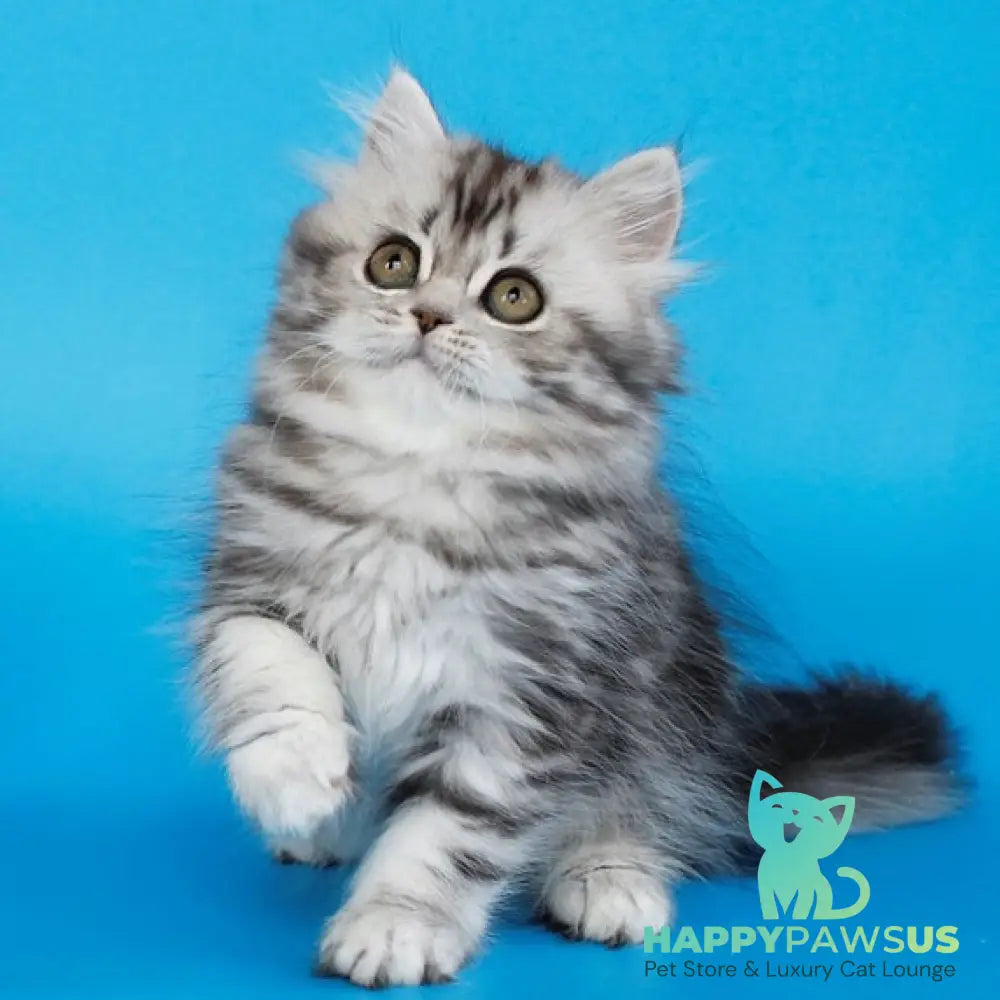 Yalvina British Shorthair female black silver tabby - live animals