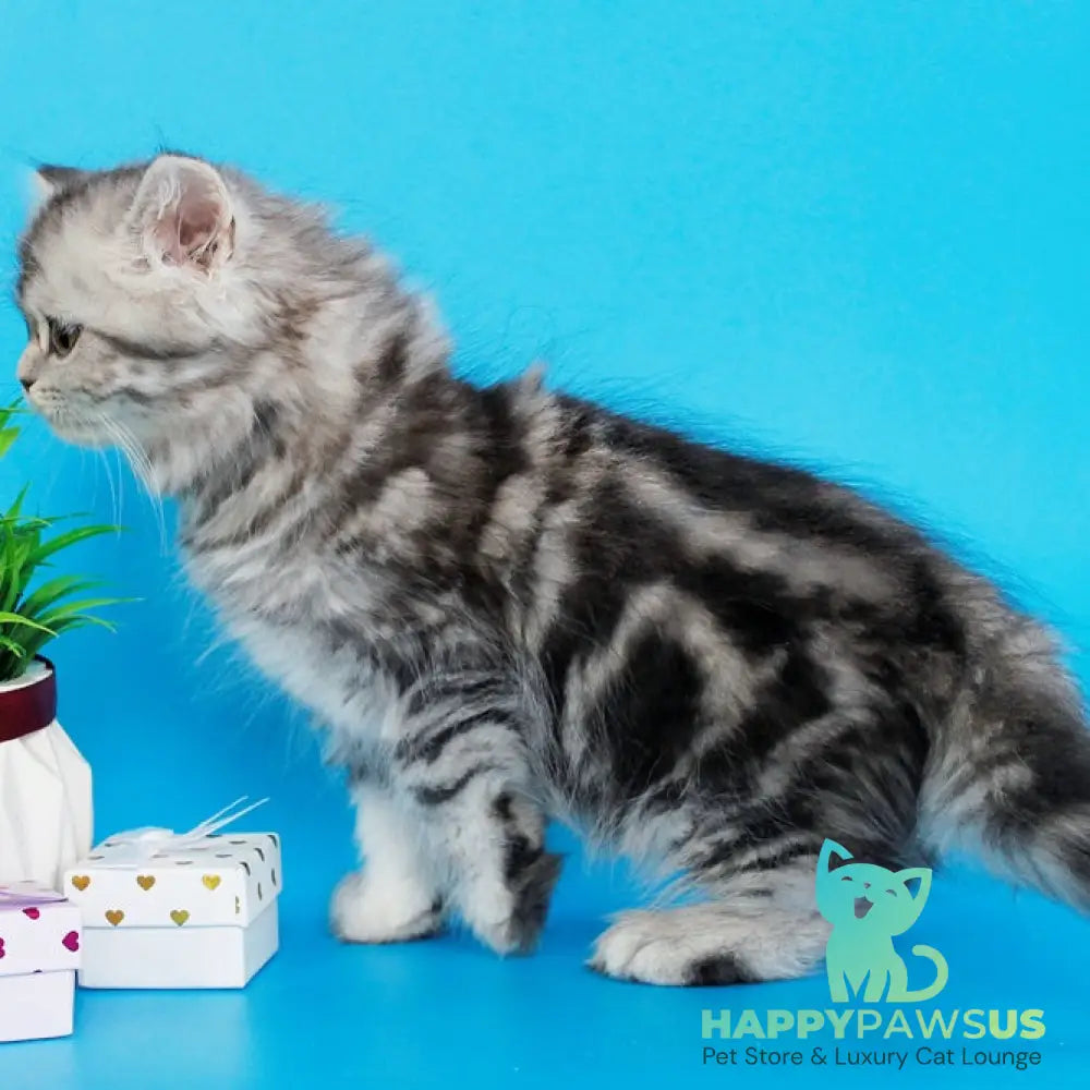 Yalvina British Shorthair female black silver tabby - live animals