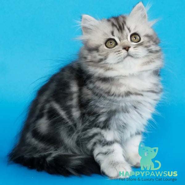 Yalvina British Shorthair female black silver tabby - live animals