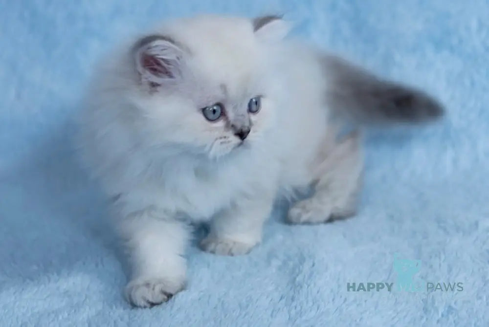 Yam Scottish Straight male blue silver tabby pointed live animals