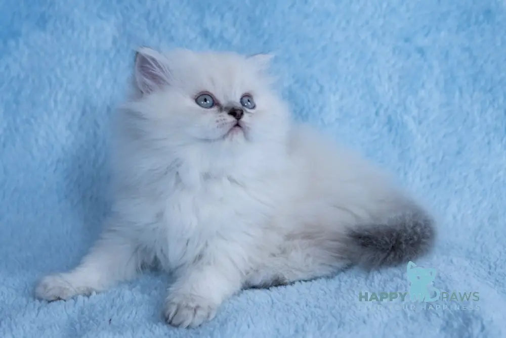 Yam Scottish Straight male blue silver tabby pointed live animals