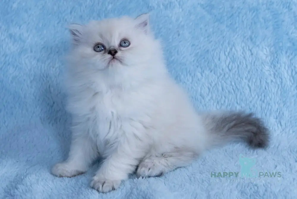 Yam Scottish Straight male blue silver tabby pointed live animals