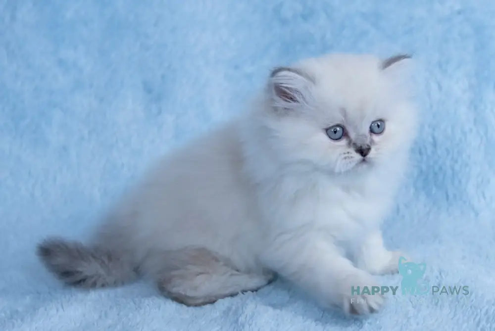 Yam Scottish Straight male blue silver tabby pointed live animals