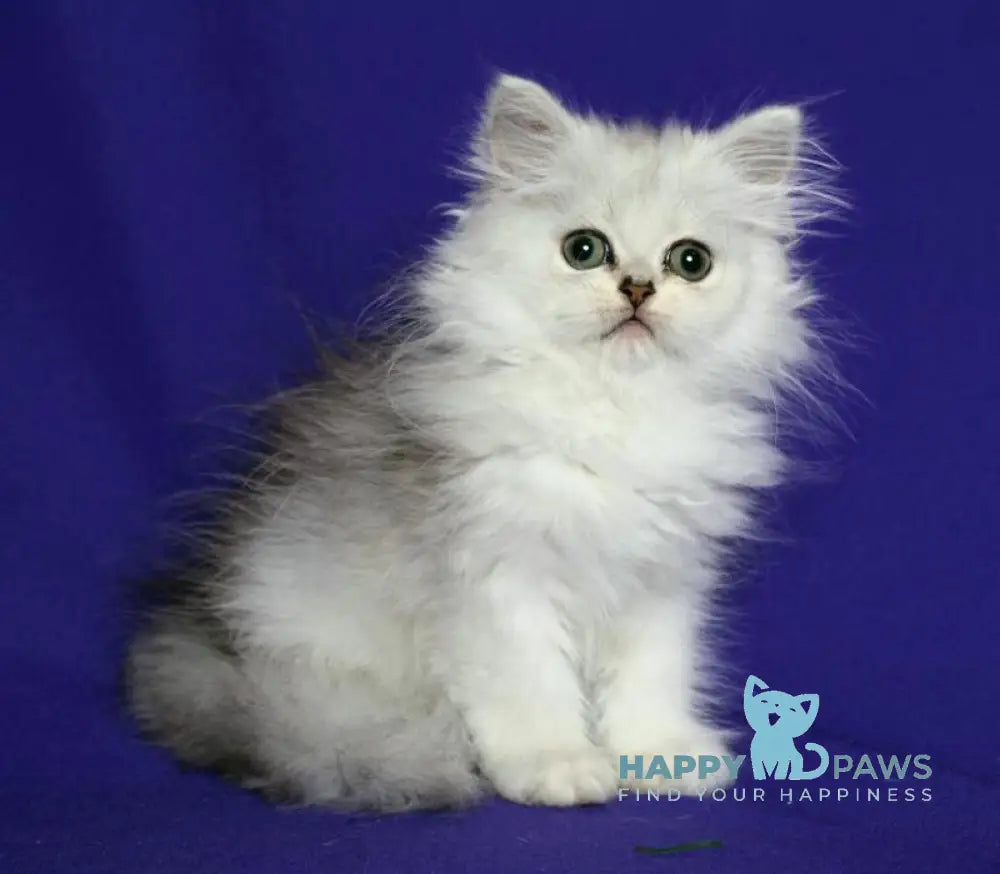 Yamaha Persian female black silver shaded live animals