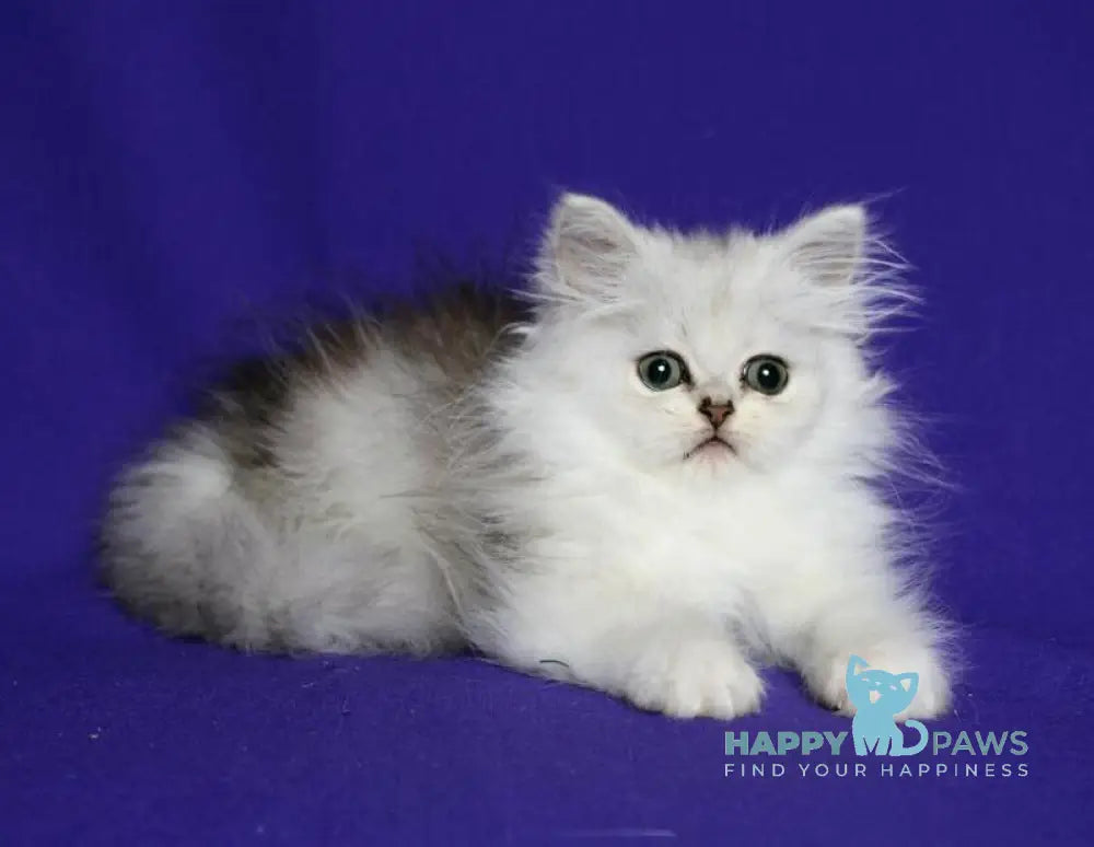 Yamaha Persian female black silver shaded live animals
