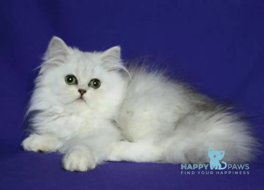 Yamaha Persian female black silver shaded live animals