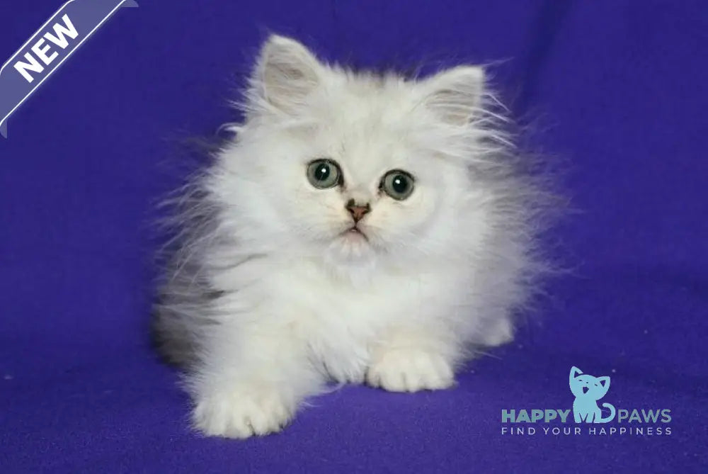 Yamaha Persian female black silver shaded live animals