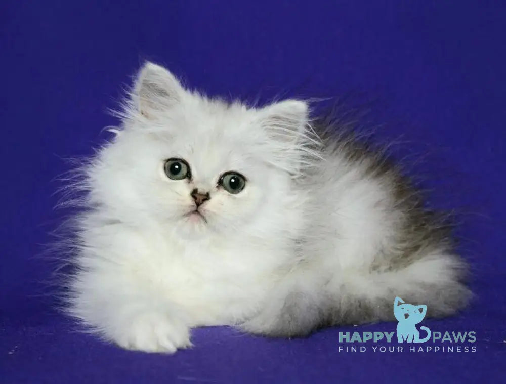 Yamaha Persian female black silver shaded live animals