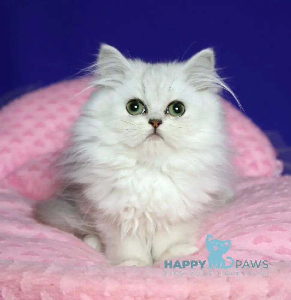 Yamaha Persian female black silver shaded live animals