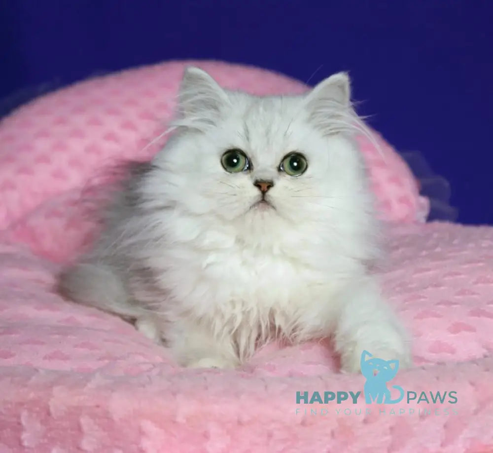 Yamaha Persian female black silver shaded live animals