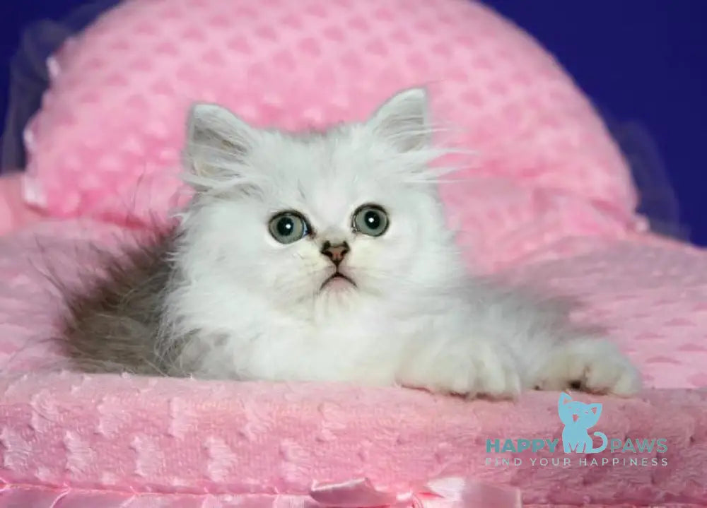 Yamaha Persian female black silver shaded live animals