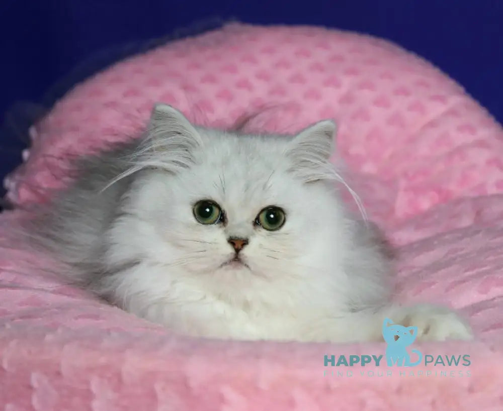 Yamaha Persian female black silver shaded live animals