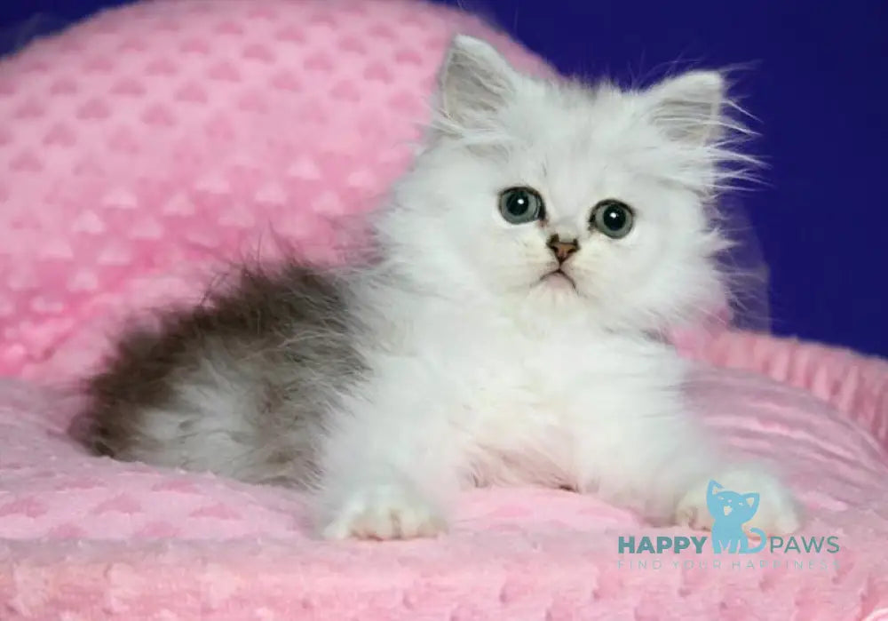 Yamaha Persian female black silver shaded live animals