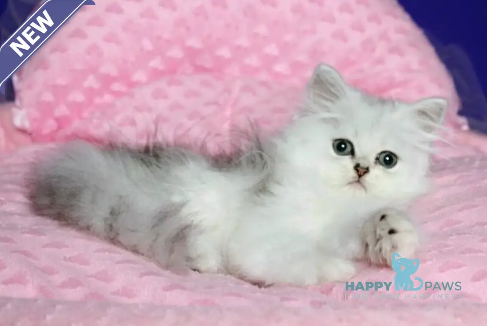Yamaha Persian female black silver shaded live animals