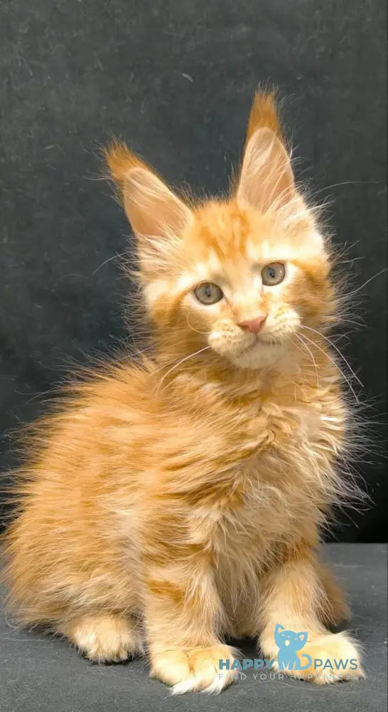 Yamaica Maine Coon female red live animals