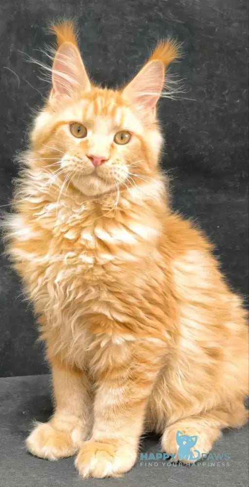Yamaica Maine Coon female red live animals
