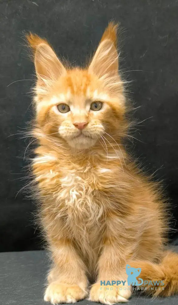 Yamaica Maine Coon female red live animals
