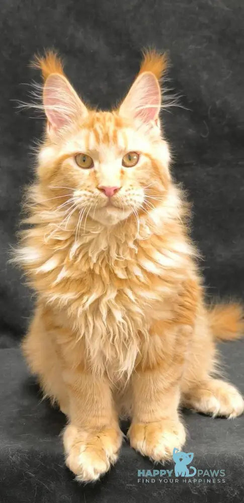 Yamaica Maine Coon female red live animals