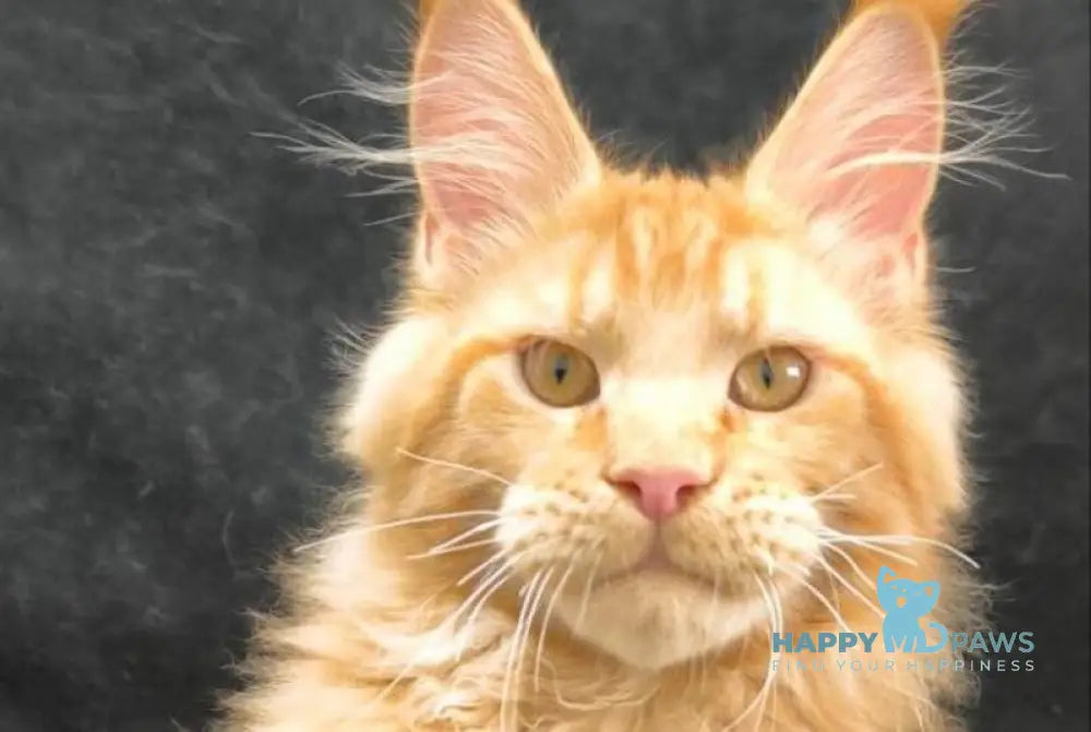 Yamaica Maine Coon female red live animals