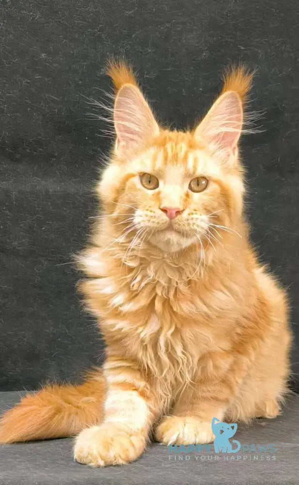 Yamaica Maine Coon female red live animals