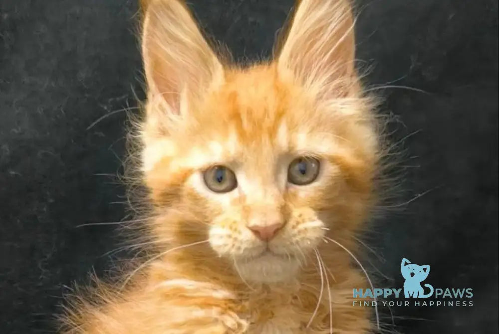 Yamaica Maine Coon female red live animals