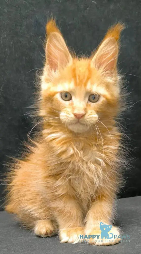 Yamaica Maine Coon female red live animals