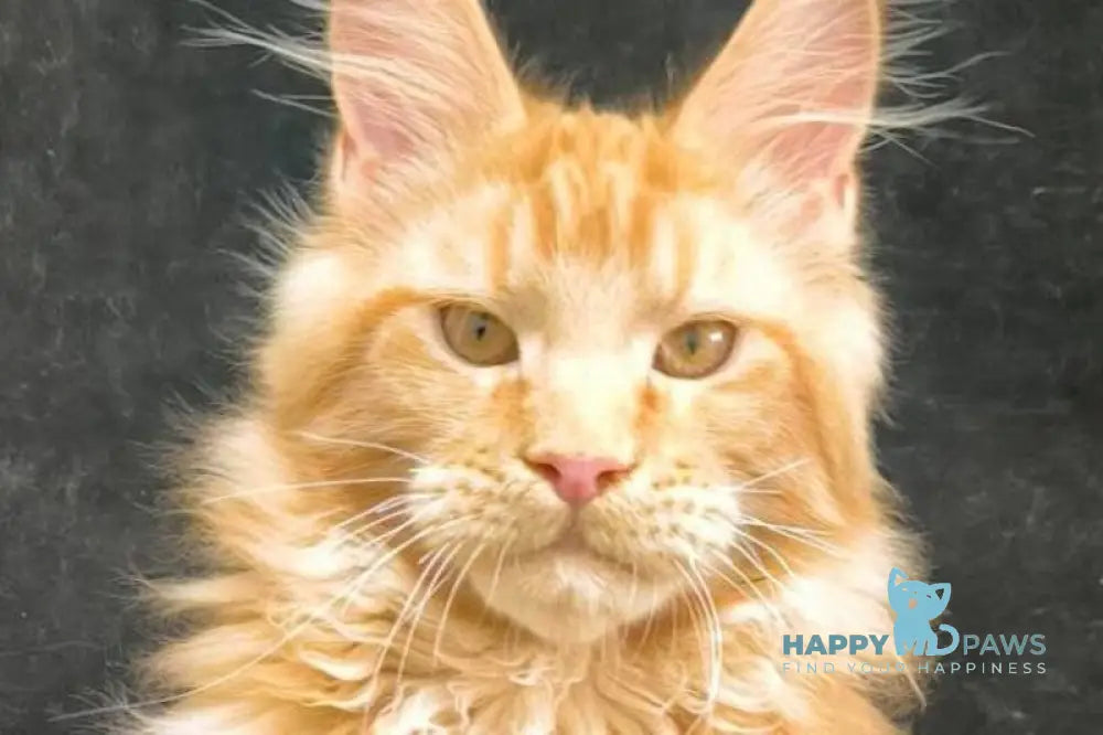 Yamaica Maine Coon female red live animals