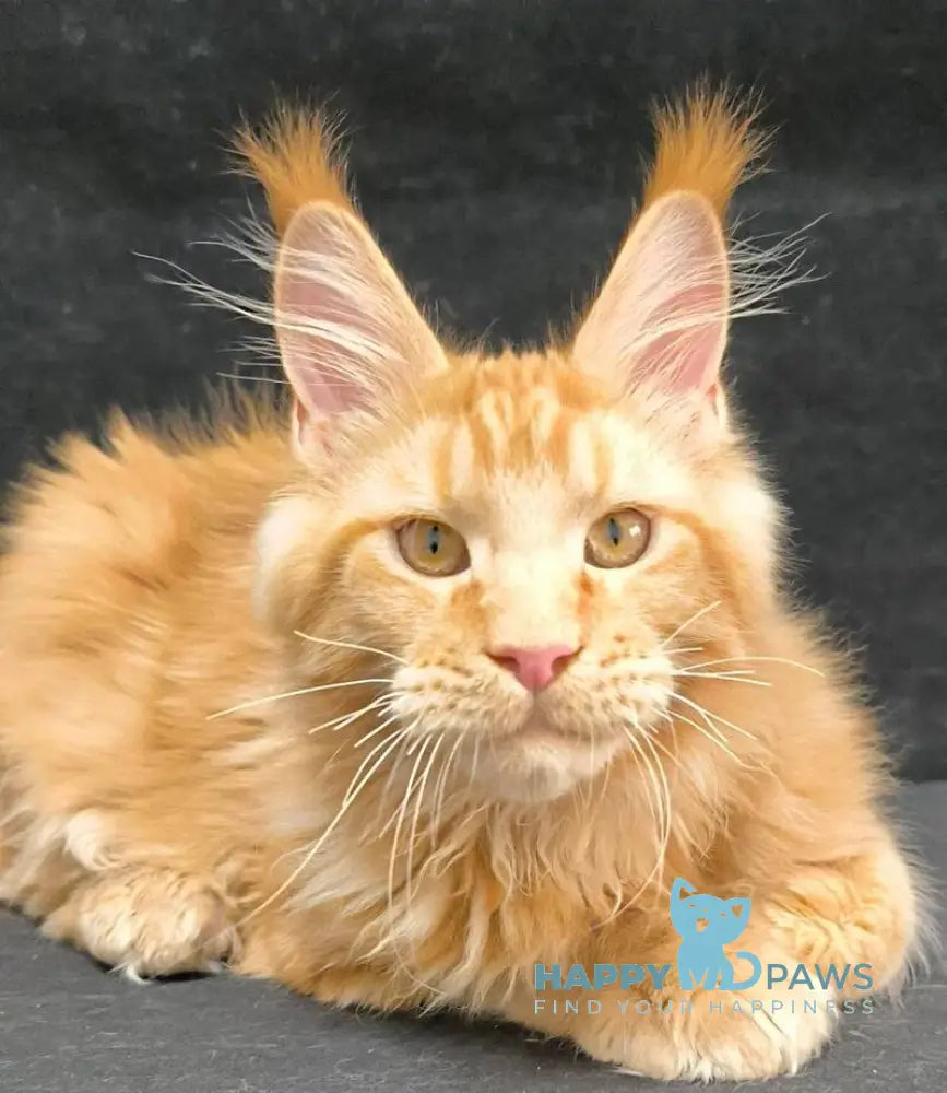 Yamaica Maine Coon female red live animals