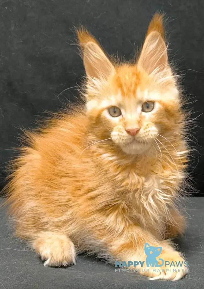 Yamaica Maine Coon female red live animals