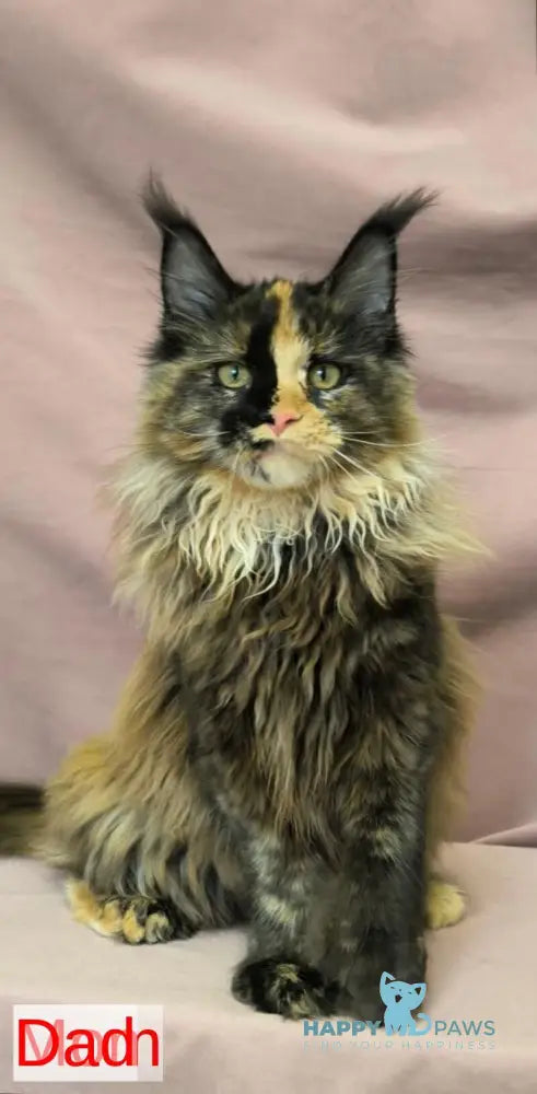 Yamaica Maine Coon female red live animals