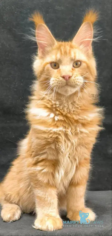 Yamaica Maine Coon female red live animals