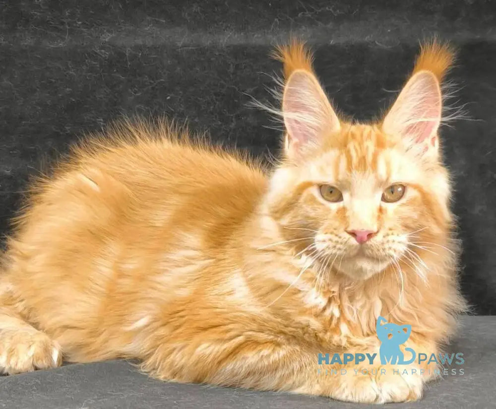 Yamaica Maine Coon female red live animals