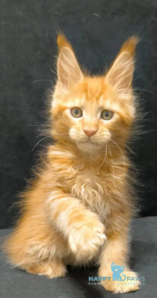 Yamaica Maine Coon female red live animals