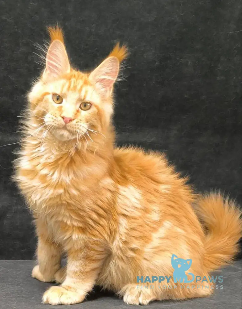 Yamaica Maine Coon female red live animals
