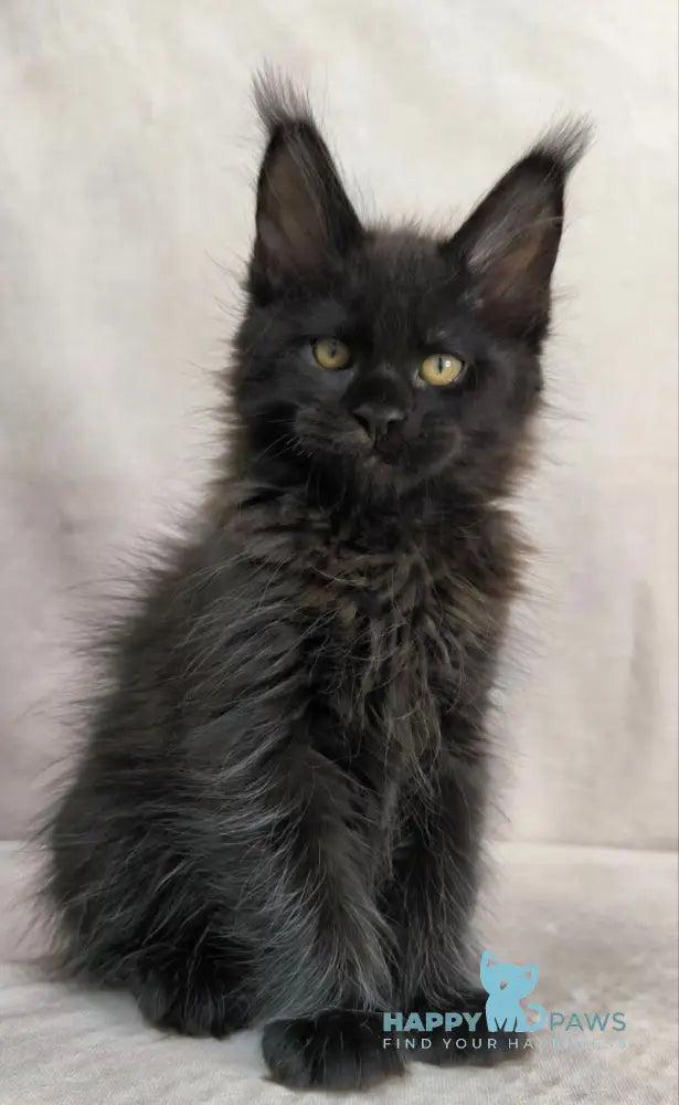 Yamamoto Maine Coon male black live animals