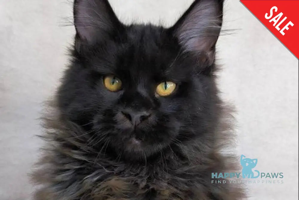Yamamoto Maine Coon male black live animals