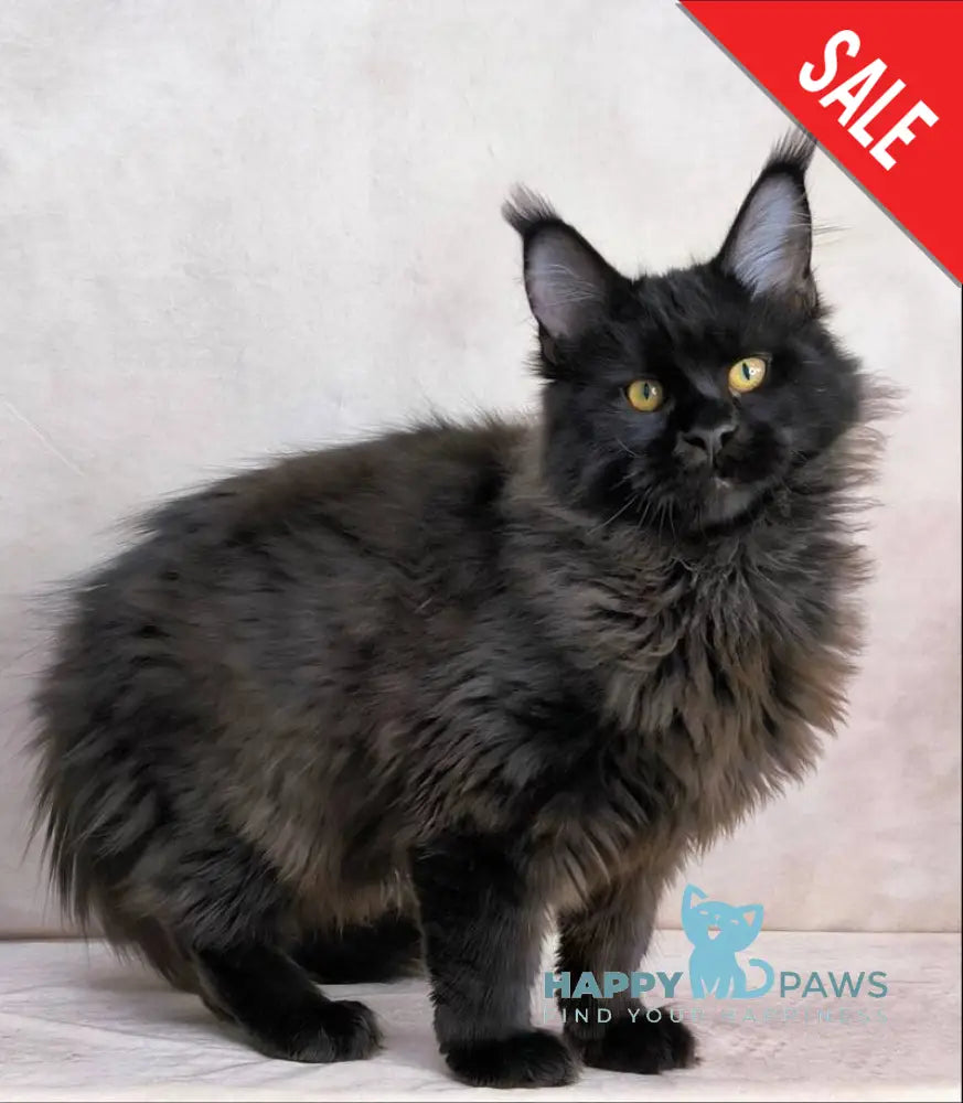 Yamamoto Maine Coon male black live animals