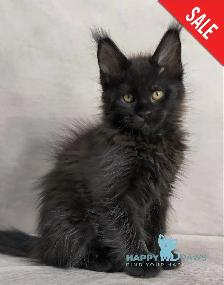 Yamamoto Maine Coon male black live animals