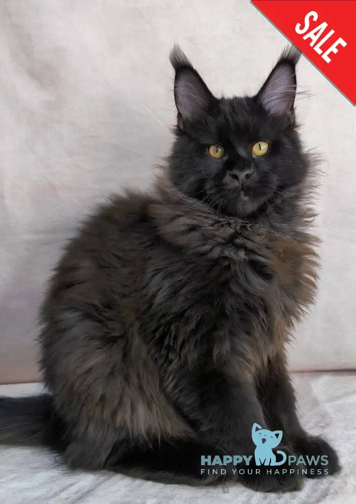 Yamamoto Maine Coon male black live animals