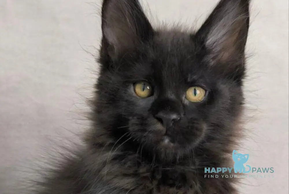 Yamamoto Maine Coon male black live animals