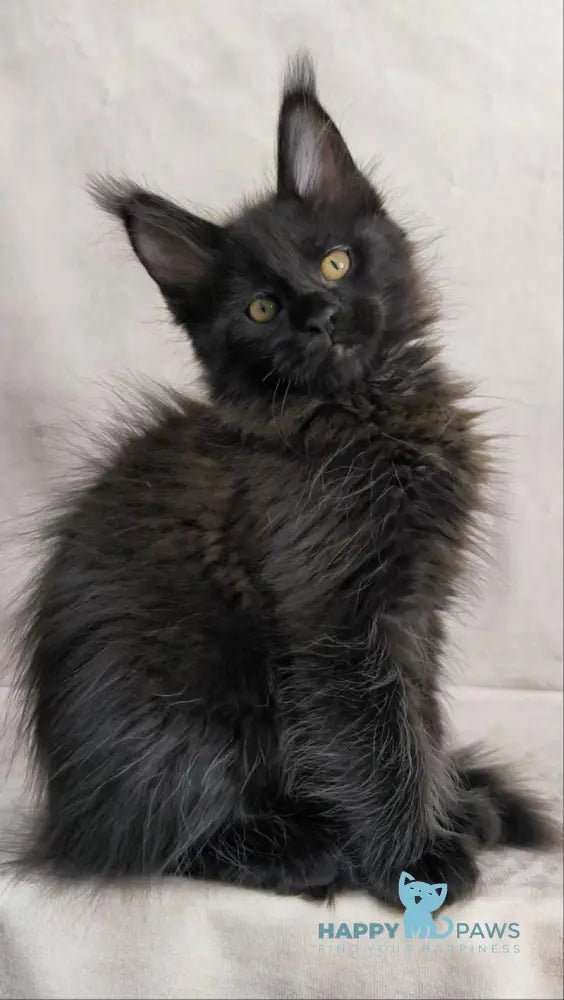 Yamamoto Maine Coon male black live animals