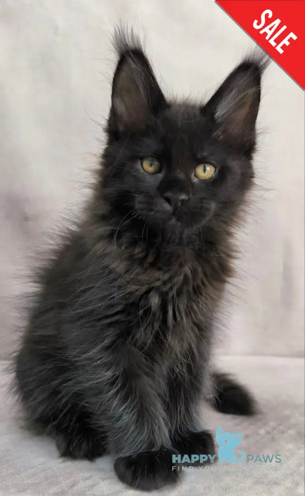 Yamamoto Maine Coon male black live animals