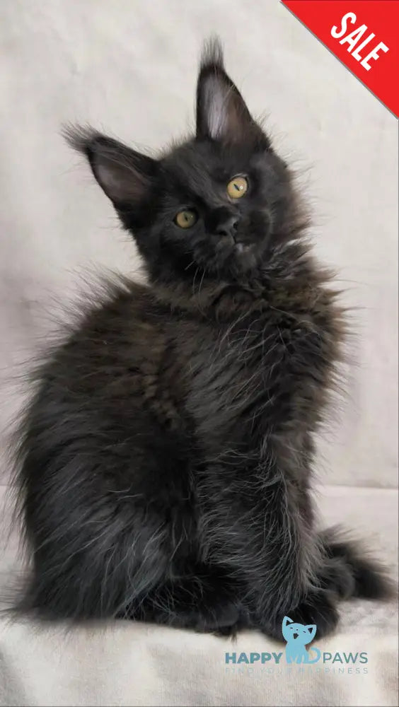 Yamamoto Maine Coon male black live animals